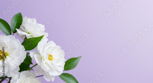 White Roses on Lavender Background - Close-up of delicate white roses with green leaves against a soft lavender background. Perfect for greeting cards, websites, or blogs