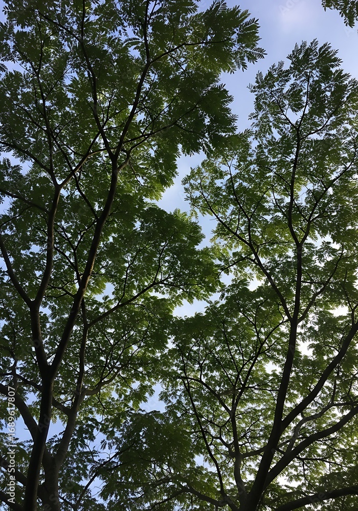 Obraz premium Lush green foliage of trees creates a canopy overhead, casting dappled light on the bright blue sky.