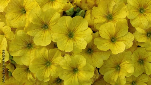 Wallpaper Mural A close-up view of vibrant yellow flowers, showcasing intricate petal structures and a rich, cheerful color palette. Torontodigital.ca