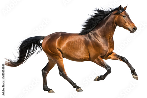 Dynamic brown horse in full gallop, powerfully showcasing athletic precision and fluid motion. Its flowing mane and tail emphasize untamed elegance, embodying pure equine strength