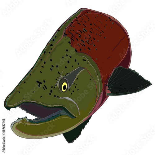 King Salmon in color and in action