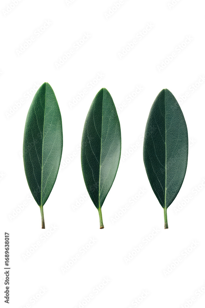 Obraz premium Three dark green leaves, oval shape, aligned vertically, plant, nature, botanical