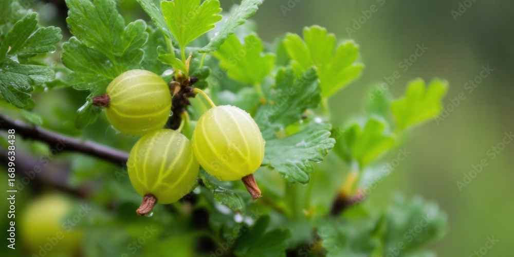 Fototapeta premium Fresh gooseberries ripen on a branch, captured in a close-up shot against a blurred background.