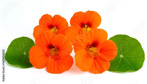 Wallpaper Mural Vibrant orange flowers with green leaves (1) Torontodigital.ca