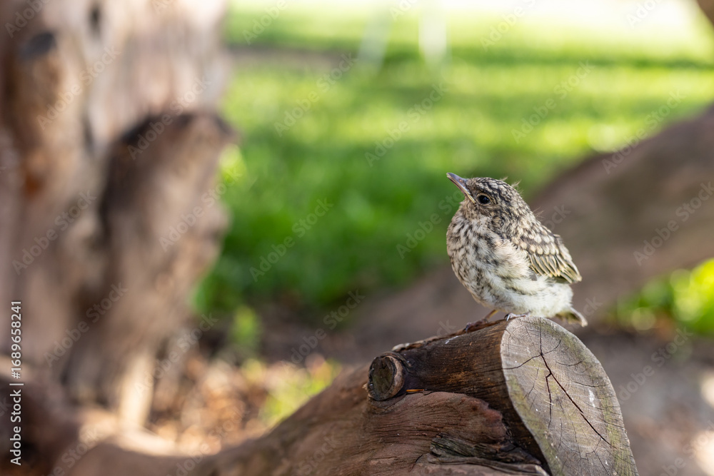 Fototapeta premium Muscicapa striata Spotted flycatcher young bird