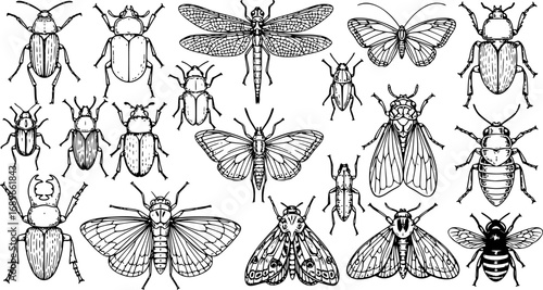 Hand-Sketched Insects Collection with Hand-Drawn Beetles, Bugs, Butterflies, Dragonfly, Cicada, Moths and Bees in Vintage Style Entomological Vector Drawings