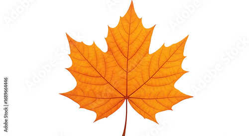 Wallpaper Mural A vibrant orange maple leaf with intricate veins, showcasing the beauty of autumn foliage against a clean white background. Torontodigital.ca
