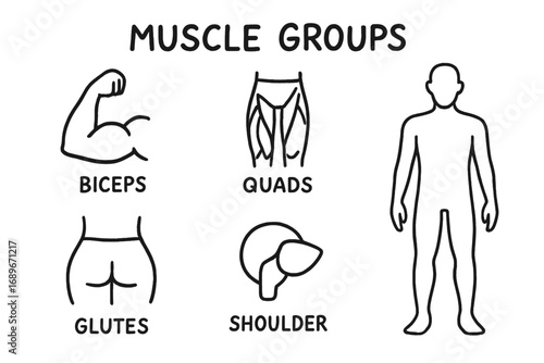 Muscle Groups Chart. Muscle groups chart: hand drawn doodles of biceps, quads, glutes, core, shoulder icon, and anatomy outline.