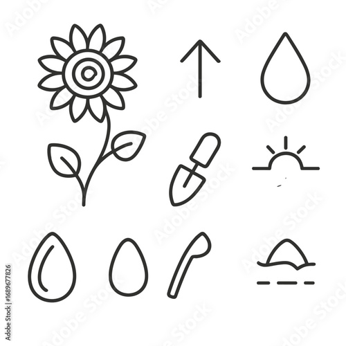 Minimalist Sunflower Icons. Outline style icons of Minimalist Sunflower: petal teardrop array, seed spiral core, bent stem elbow,