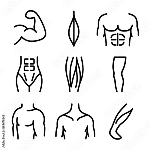 Muscle Anatomy Icons. Line style icons of muscle anatomy: biceps icon, triceps line, chest muscles, abdominal muscles, thigh