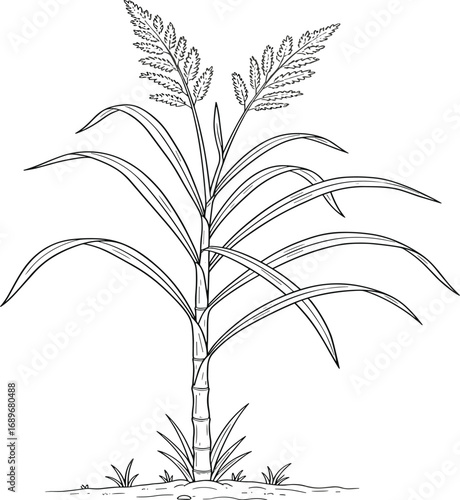 Sugarcane plant illustration, botanical ink drawing, black and white sketch, agricultural crop design, vintage nature artwork, isolated farming graphic