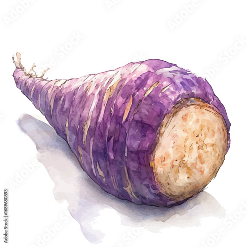 Taro Root, watercolor clipart vector, isolated on a white background.