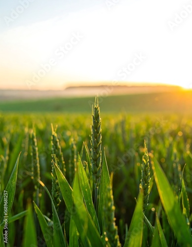 Lush green wheat field at sunrise