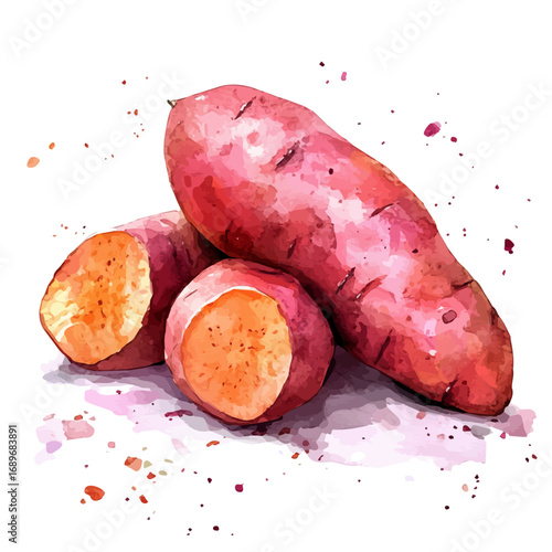 watercolor vector of Sweet Potato, isolated on a white background.