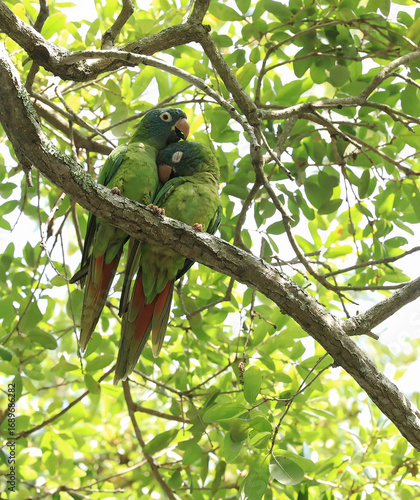 Pair of wild and noisy blue crowned parakeets enjoying love in an oak tree.
