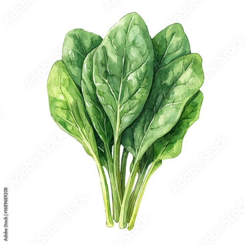 Spinach, watercolor vector, isolated on a white background.