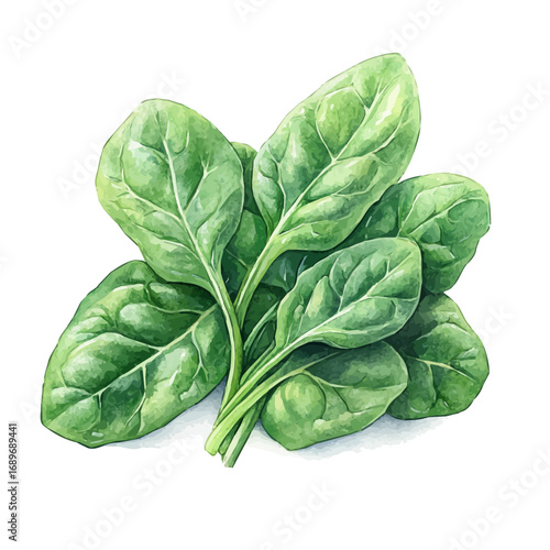 Spinach, watercolor illustration vector, isolated on a white background.