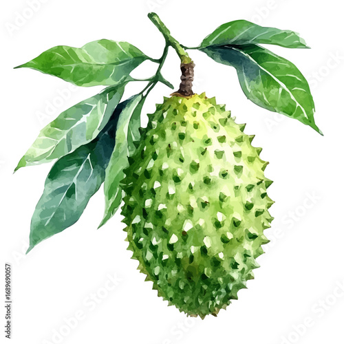 Soursop, watercolor drawing vector, isolated on a white background.