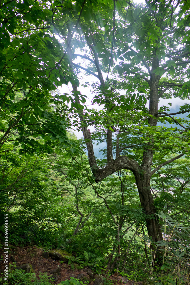 Fototapeta premium 霧に包まれた八郎坂登山道の夏風景