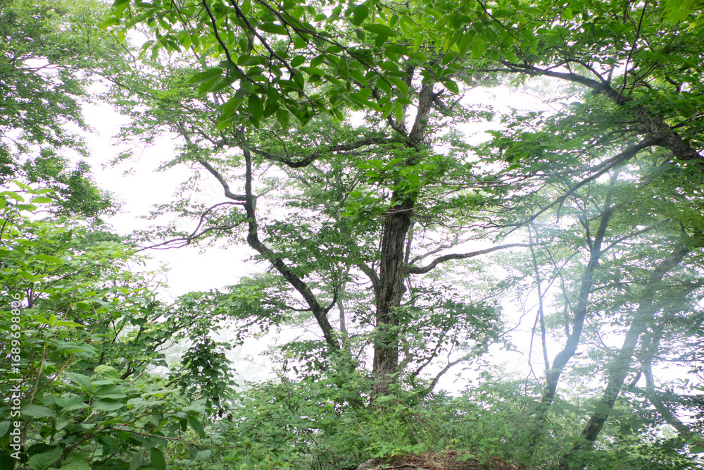 Obraz premium 霧に包まれた八郎坂登山道の夏風景