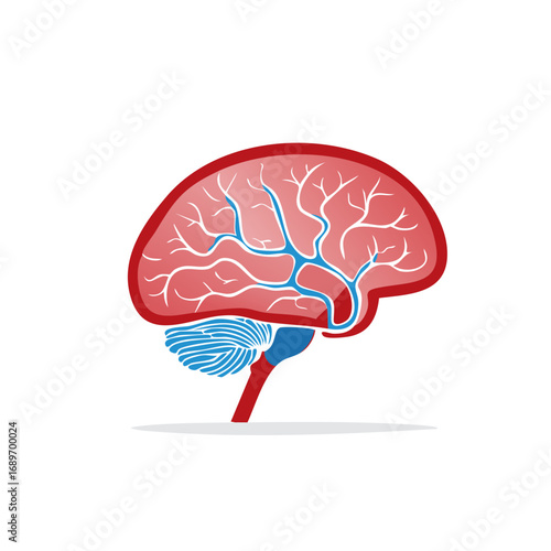 Human brain anatomical illustration with cerebrum cerebellum and intricate neural vascular system