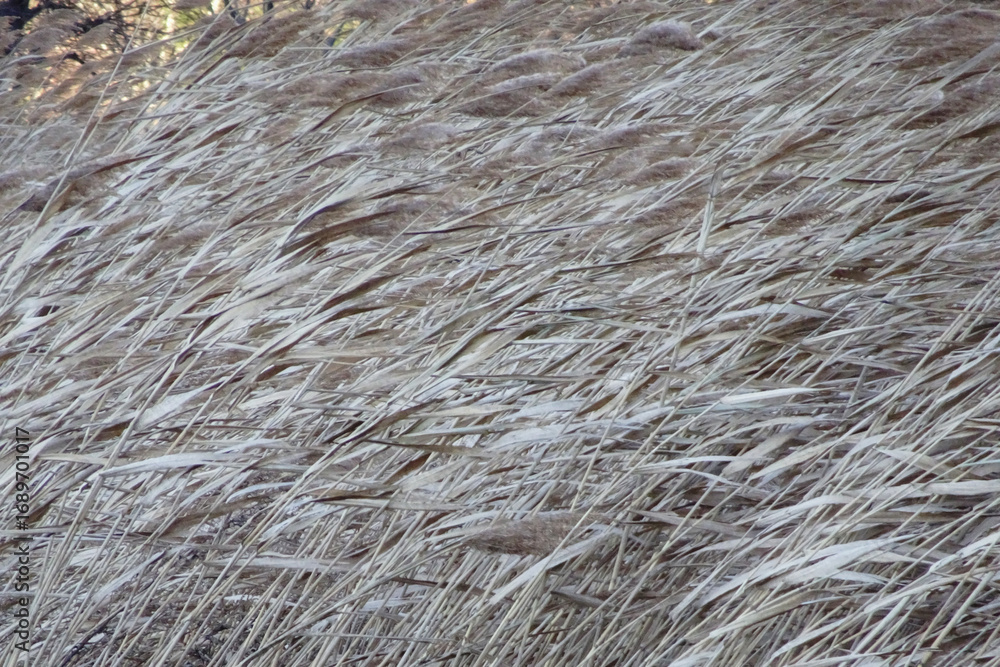 Fototapeta premium 風になびくヨシ（Phragmites australis）【グラフィック素材・イメージ】榛名山・11月
