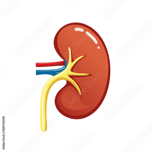 Simplified medical illustration of a human kidney with associated blood vessels and ureter, anatomical concept