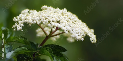 A close-up of beautiful white elderflower blossoms in full bloom, showcasing nature's beauty.