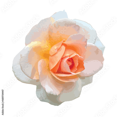 Beautiful peach rose flower (Rosa hybrida) isolated on a white background. A bicolor peach and white rose isolated on white for decorative vector.