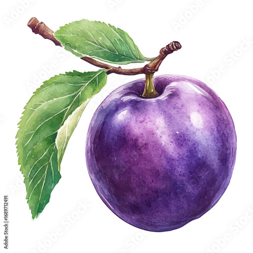 watercolor of Plum, vector, isolated on a white background.