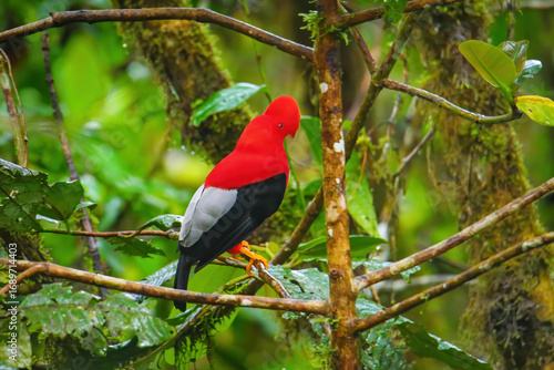 Male Andean cock-of-the-rock sitting in a tree