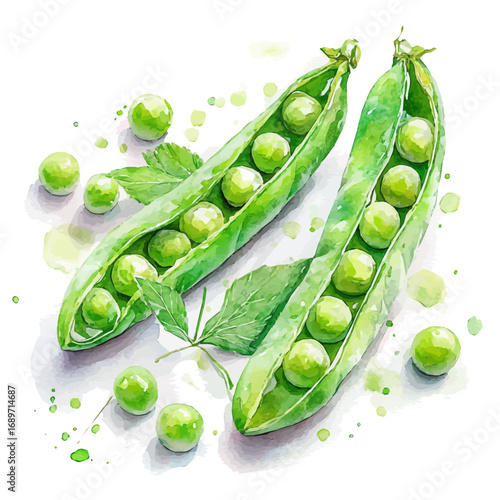 Peas, watercolor clipart vector, isolated on a white background.