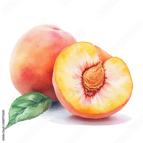 Peach, watercolor clipart vector, isolated on a white background.