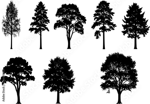 Tree silhouette vector. Isolated forest trees on white background

