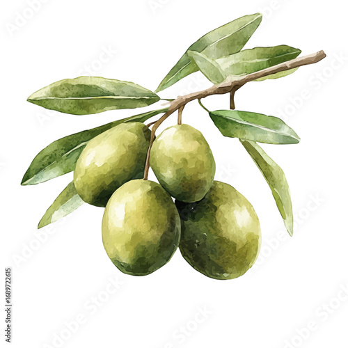 Olive, watercolor illustration vector, isolated on a white background.
