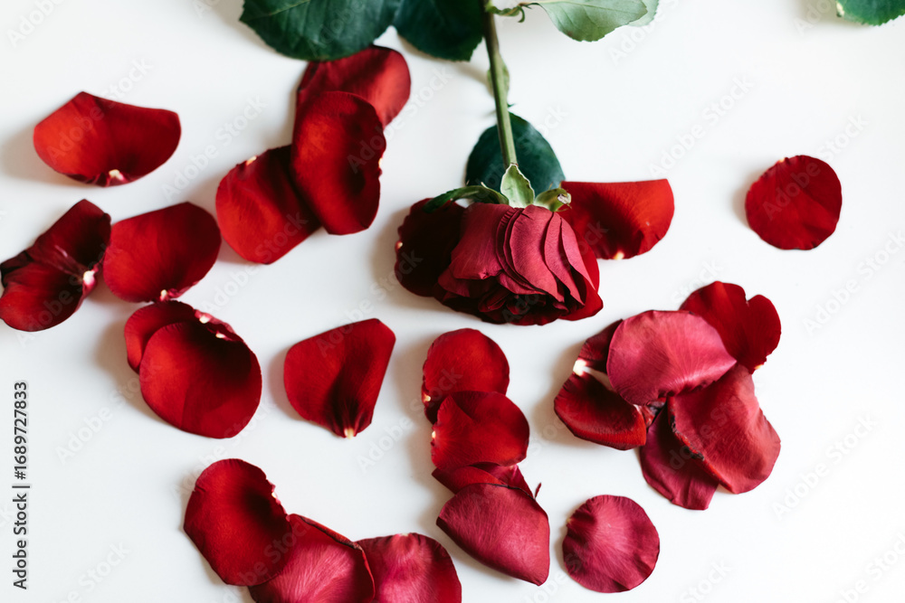 Fototapeta premium wilted red roses isolated white