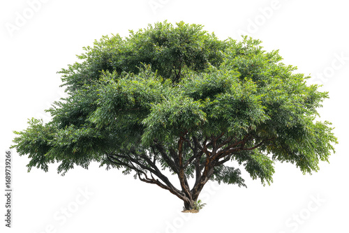 Lush green tree against black background (1)