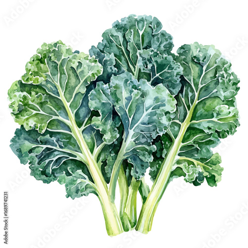 Kale, watercolor clipart vector, isolated on a white background.