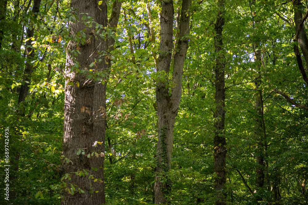 Fototapeta premium Sunlight filtering through a dense green forest in late summer