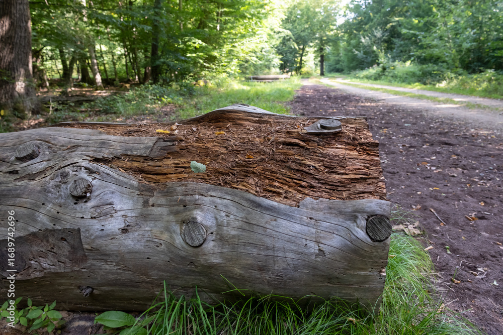 Fototapeta premium A large log is sitting on the ground in a forest