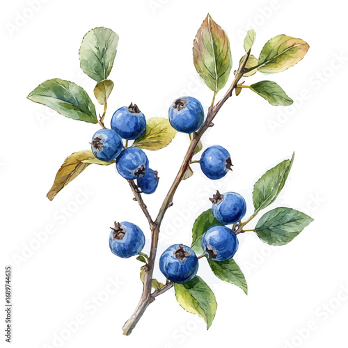 Huckleberry, watercolor vector, isolated on a white background.