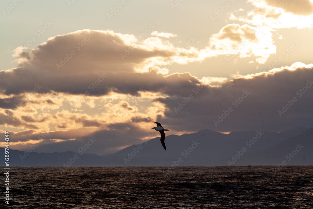 Obraz premium Northern Royal Albatrosses in flight with mountains in background