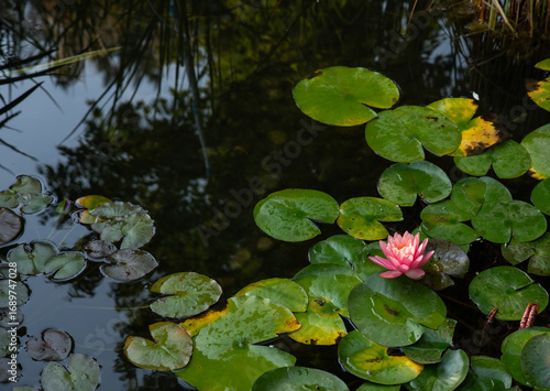 Wallpaper Mural Water lilies on a pond. Close-up, background Torontodigital.ca
