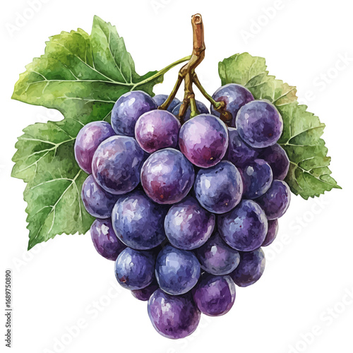 Grape, watercolor painting vector, isolated on a white background.