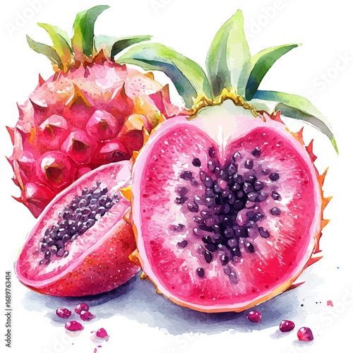 Dragon Fruit, watercolor drawing vector, isolated on a white background.