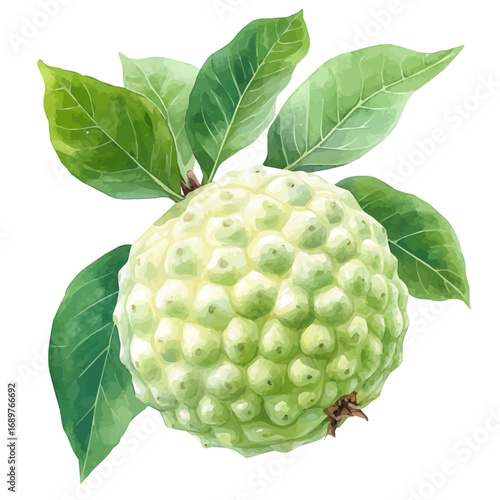 Custard Apple, watercolor painting vector, isolated on a white background.