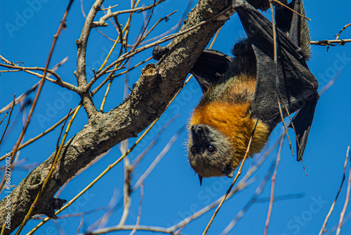 Obraz na plátně Grey-headed Flying Fox at roost hanging upside down