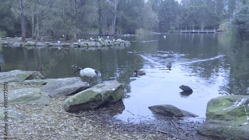 Footage of an Ibis on a rock and Ducks paddling around a small man made island in a lake at Central Gardens Reserve in the suburb of Merrylands in Western Sydney in New South Wales, Australia. 