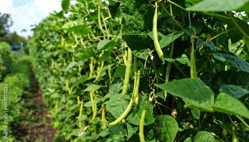 Rows of green beans growing