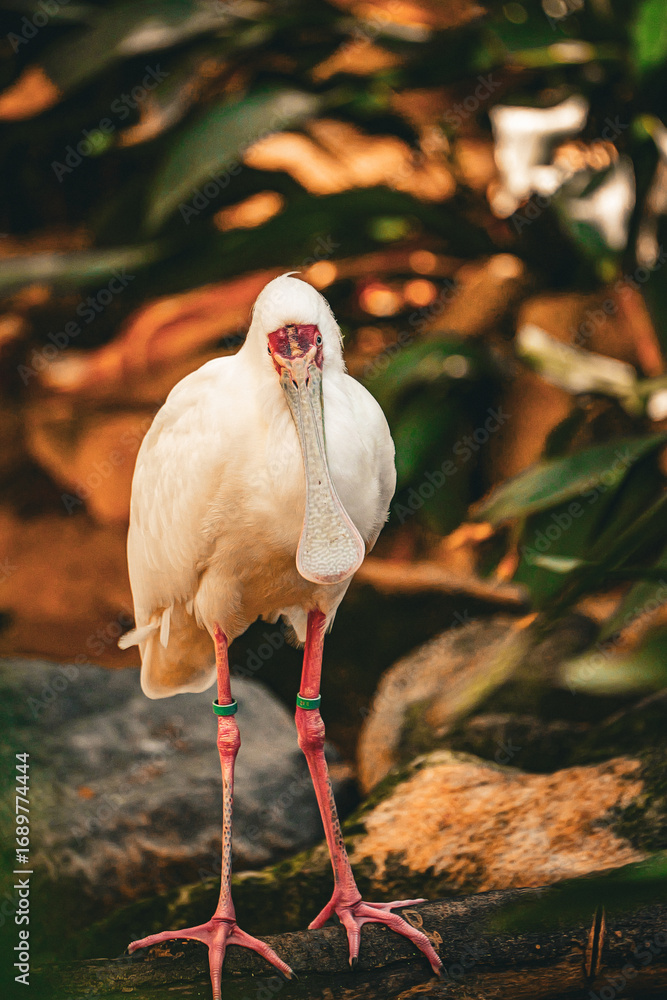 Obraz premium white spoonbill